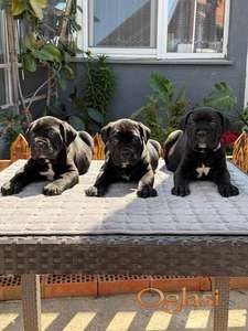 Crni Cane Corso štenci - rezervacije u toku